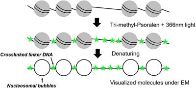 Single-Molecule Techniques to Study Chromatin